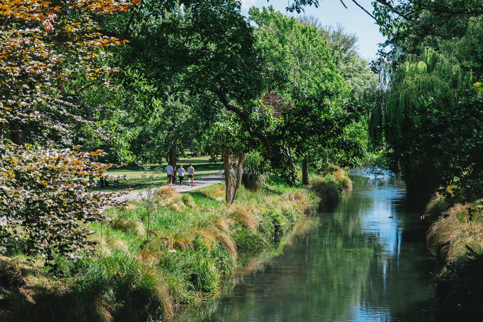 Hagley Park in summer, Christchurch
