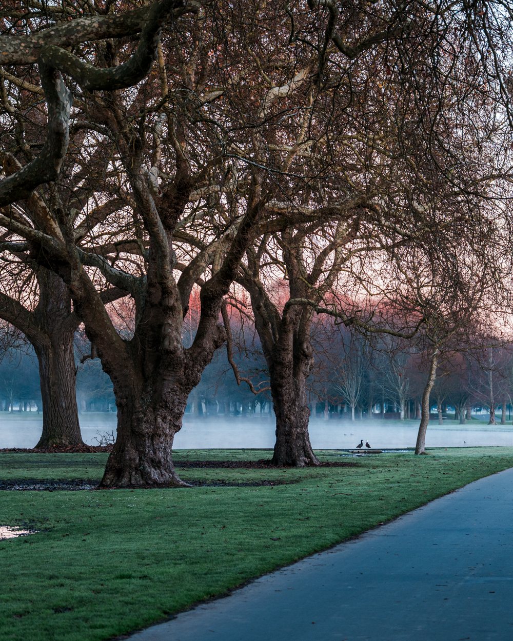 Mature oaks on a pathway through Hagley Park, Christchurch
